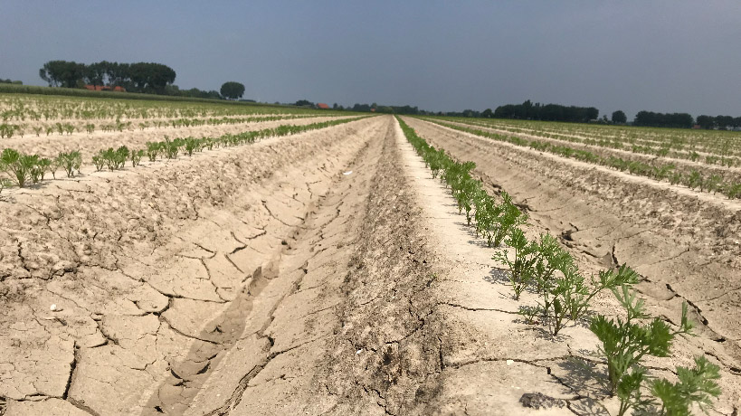 Gewasschade door droogte in wortelen