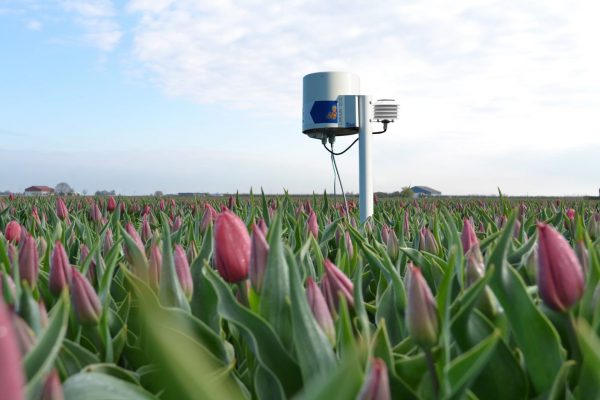 Lorain soil tulps2